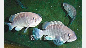 [제주]희귀 다금바리 등 인공생산 제주연안에 10만마리 방류