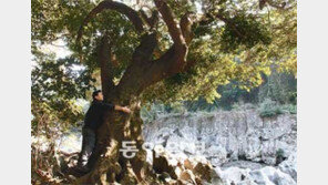 [제주]제주 대표 희귀종 ‘담팔수나무’ 또 찾았다