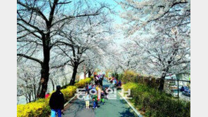 [수도권]벚꽃 지면 어쩌나… 봄 나들이 못했는데…