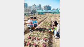 [수도권]“퇴근길에 텃밭 들러서 물주는 기쁨 아시나요”