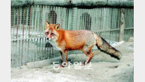 [단독/수도권]서울대공원 붉은여우 ‘철창’ 벗어나 ‘야생’으로
