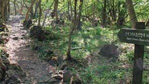 [제주]제주 생태계의 허파 ‘곶자왈’ 태고의 신비, 원시림을 열다