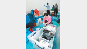 [전북]‘새만금 해파리 퇴치’ 사전조사