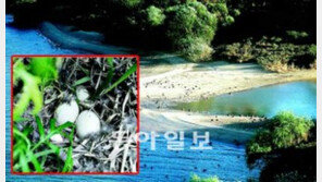 [수도권]인적이 끊긴 섬, 멸종위기 철새의 낙원이 되다