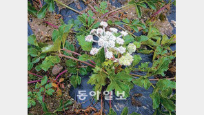 [강원]갯방풍 요리 아시나요