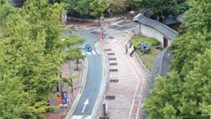 [수도권]덕수궁 돌담길 가로수들 ‘입원 치료’