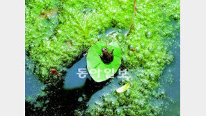 [수도권]마포 상암공원에 두꺼비 돌아왔다