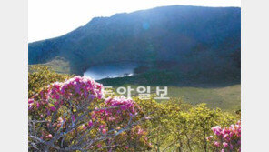 [제주]한라산 산철쭉 주말 절정 이를듯
