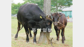 [제주]“언제든지 손쉽게 복제동물 만든다”