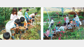 [강원]야생화 200종 만발… “우리 학교는 생태공원”