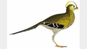 길이 40cm 무게 200g… 세계 최소 공룡 화석 발견