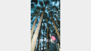 [제주]한라산 소나무 DNA 조사해보니…