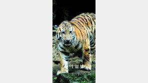 [수도권]“나는 백두산호랑이다”