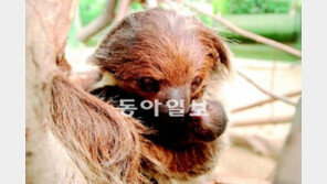 [수도권]서울대공원 나무늘보 아빠는 누구?