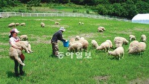 [강원]소금강마을 양떼목장에 구경오세요