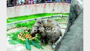[수도권]캄보디아 코끼리 “캄돌이-캄순이 한국 와줘서 고마워”