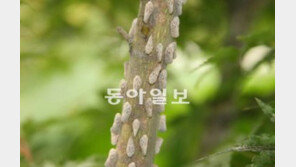 ‘미국선녀벌레’ 주의보