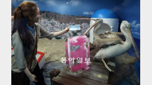 [수도권]“펠리컨, 소원 편지를 부탁해”