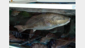 거제도서 금보다 비싼 ‘황순어’ 추정 물고기 잡혀