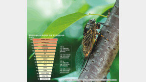 [시시콜콜 궁금증을 풀어드립니다]요즘 매미소리 왜 이리 시끄러울까