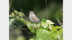 ‘섬 휘파람새’가 강원도 산골에 산다?