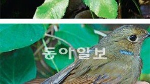 ‘용머리 해안길’이 사라지고 있다