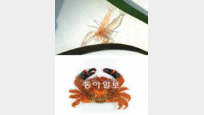 ‘한반도 온난화’에 신종-미기록종 무더기 발견