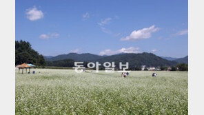 [강원]“올해도 메밀밭이 뽀얗습니다”