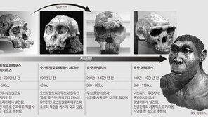 ‘뇌가 커져 골반 진화’ 기존 학설 뒤집히나