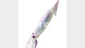 [강원]오징어 없는 오징어축제 될라