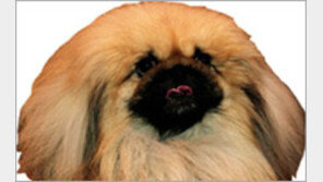 통일신라 사신이 일왕에 ‘칭’을 선물한 이유는?