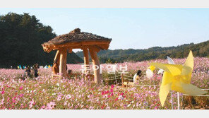 [강원]코스모스 한들한들