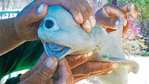 [지구촌 이모저모]외눈박이 새끼 상어 사진에 누리꾼 ‘발칵’