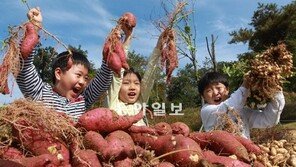 [수도권]“고구마-땅콩 캐기 재미있어요”