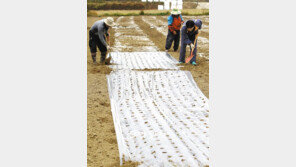 [전북]가을걷이 끝난 들, 양파 파종