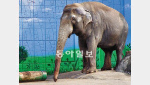[수도권]36년간 기쁨주고 떠난 코끼리아저씨… 어린이대공원 ‘태산이’ 숨져