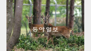 [제주]“노루 썰매… 올레주변 노루공원 어때요?”