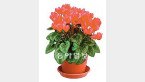 [O2/꽃과의 대화]겨울에도 베란다서 활짝 웃는 꽃 중의 꽃 ‘시클라멘’