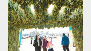 [강원]강원은 축제 중…시래기 터널