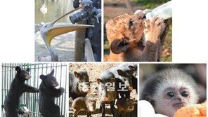 [수도권]서울동물원 출산 줄이어 경사… 멸종위기종도 61마리