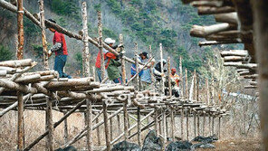 [강원]전국 최대 황태 생산지 인제 덕장 설치 분주