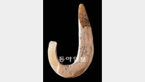 [지구촌 이모저모]4만2000년 된 最古 낚싯바늘… 동티모르 동굴서 발견돼