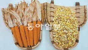 [강원]수입 팝콘 옥수수는 가라! 토종 신품종 떴다