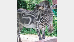 [수도권]“저세상에선 수컷과 합방하렴! 팜 파말(馬)”