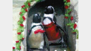 [지구촌 이모저모]게이 펭귄커플 “새끼 입양했어요”