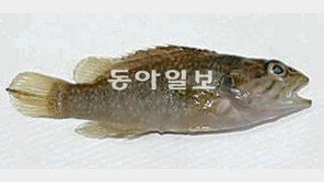 [수도권]우이천에 ‘꺽지’가 돌아왔어요