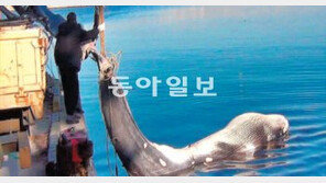 [강원]“반갑다, 밍크고래” 강원 앞바다서 잇따라 발견