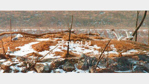 [인천/경기]남동유수지에 둥지 튼 멸종위기 저어새