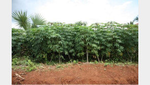 노후를 위한 투자, 카사바에 하세요