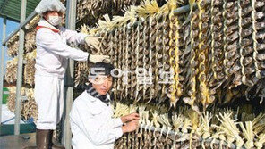 영광 법성포 30년만의 풍어… “굴비 엮느라 링거주사 맞아도 좋아요”